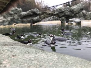 Penguins at Lotherton Hall